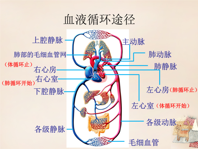 下腔静脉 左心室 (肺循环开始) (体循环止) (肺循环止) 血液循环途径