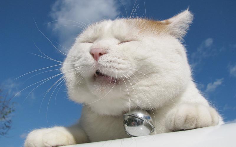 可爱的白色大肥猫眯眼卖萌搞笑高清图片电脑桌面壁纸(1)