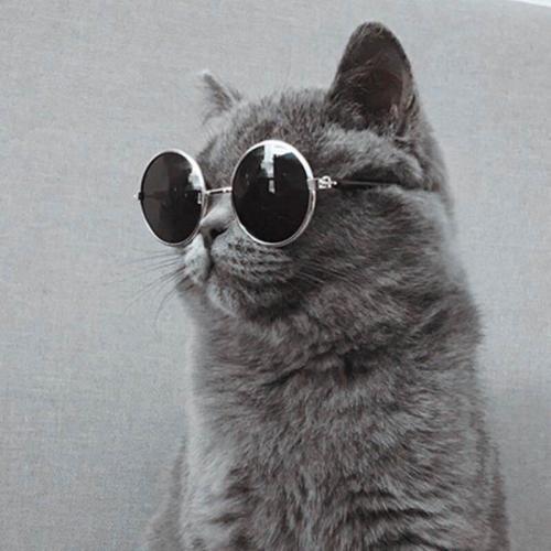眼镜猫头像图片