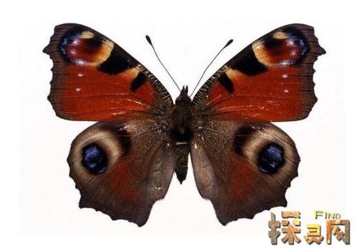 世界上最恐怖的蝴蝶,卡申夫鬼美人凤蝶图片曝光(传说碰见就死人)