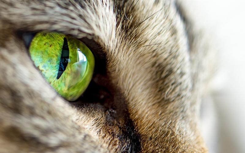 猫绿色的眼睛特写 壁纸
