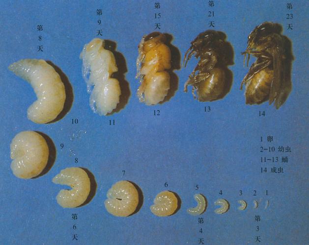蜜蜂的发育过程卵幼虫蛹及成虫