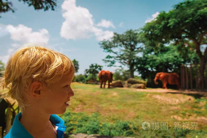 小男孩看大象在动物园, 孩子在野生动物园旅行