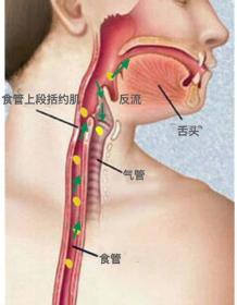 如果了解一下我们人体咽喉食管气管的解剖位置(图),就很容易理解.