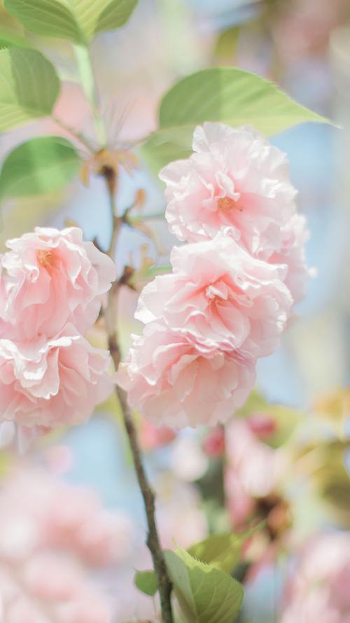 樱花唯美风景高清手机壁纸图片