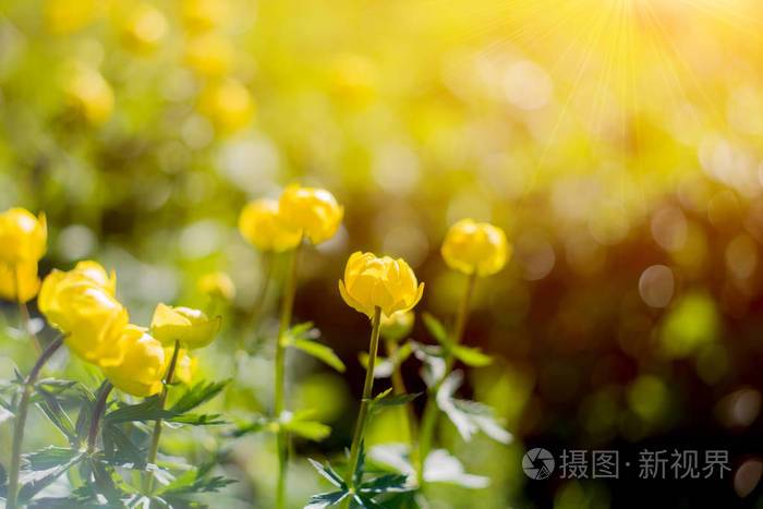 一朵黄色明亮的花在早晨的阳光下. 自然的春天背景.