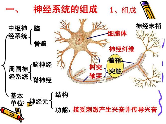 通过神经系统的调节》课件(1)(新人教版必修3)ppt 一, 神经系统的组成