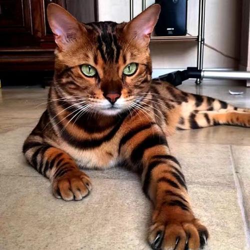 哪种猫长得最像老虎?