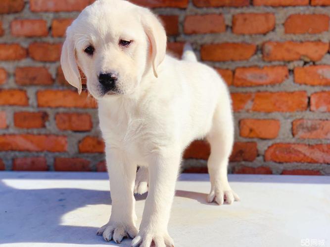 奶白色拉布拉多幼犬大连本地活体宠物犬