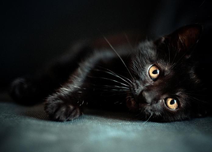 可爱的单黑猫壁纸 _ 图片网