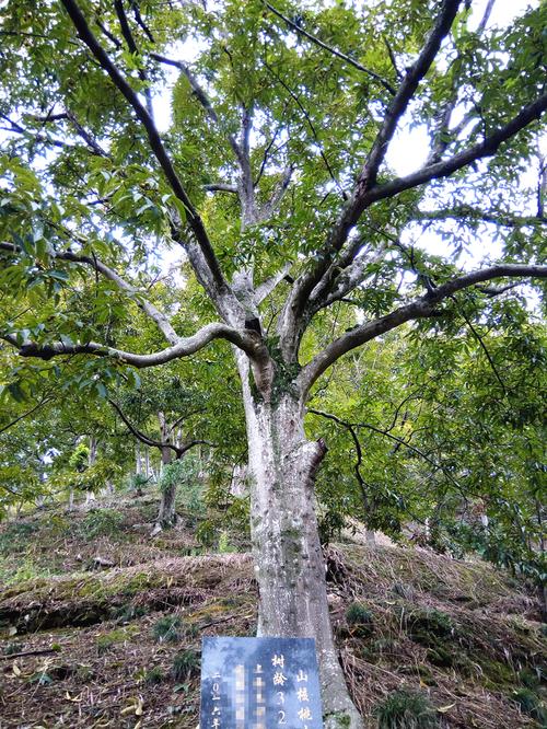 银坑村最古老的小核桃树,树龄320年,目前年产量也正好是320斤,一岁多