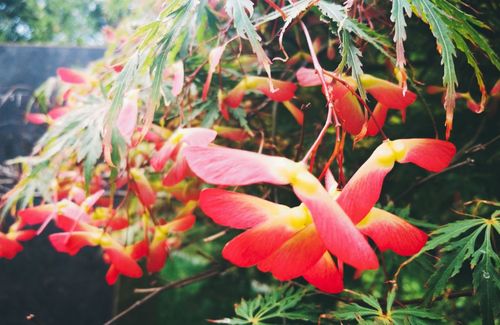赏花节|醉美的鸡爪槭花
