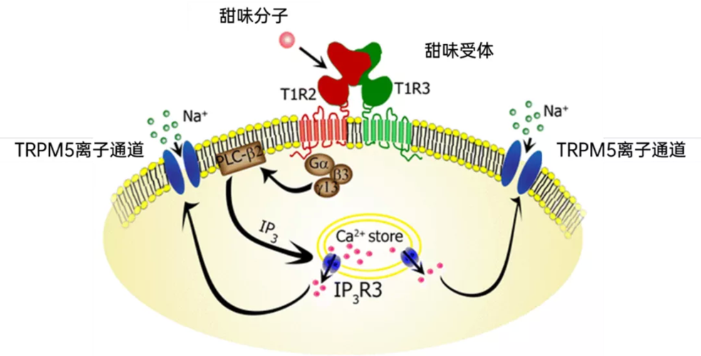 在味觉信号传递过程中,trpm5离子通道蛋白放入钠离子 | 参考文献[5]