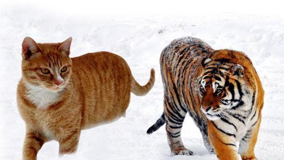 猫和老虎到底有什么渊源