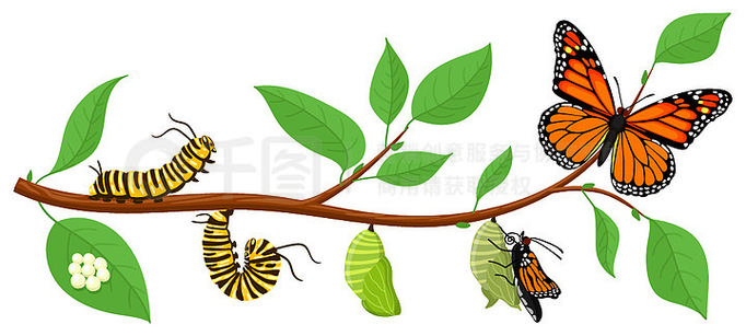 蝴蝶生命周期.卡通毛虫昆虫变态,卵,幼虫,蛹,成虫阶段矢量图.