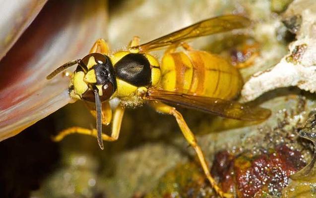 黄腰胡蜂是马蜂中体型较大的种类,别称黄腰虎头蜂,大褐胡蜂等,雌蜂体