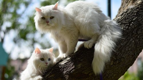 壁纸 两个白色的猫在树上