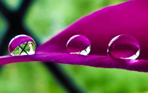 水滴在紫色的花瓣壁纸