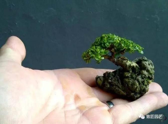据说是世界上最小的盆景树 [一点资讯]