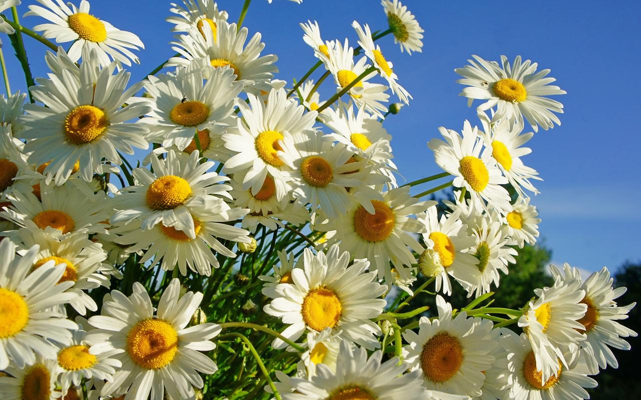壁纸 白色花瓣的雏菊,夏天的太阳 2560x1600 hd 高清壁纸, 图片, 照片