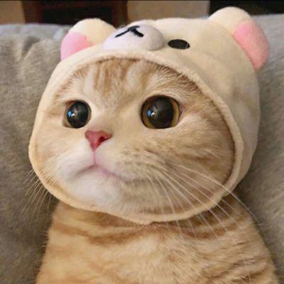 2021萌宠猫狗微信头像图片很治愈的可爱萌宠头像