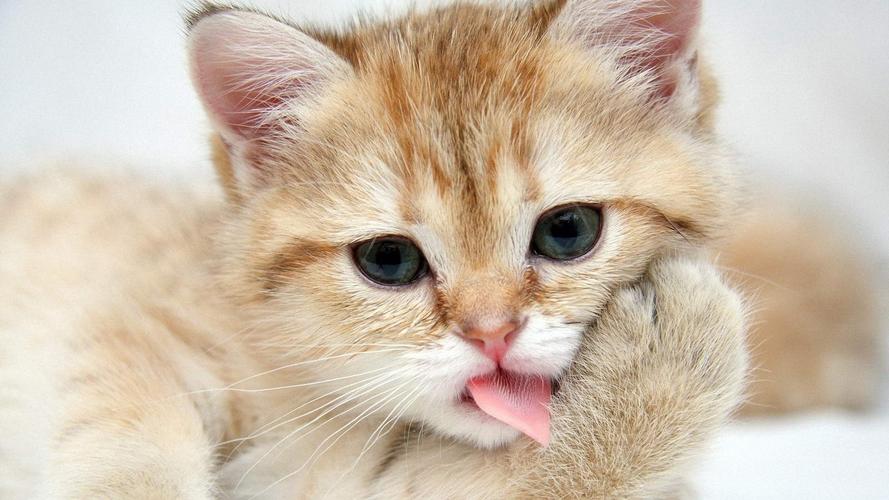 精选超萌可爱的小猫咪图片电脑桌面壁纸高清