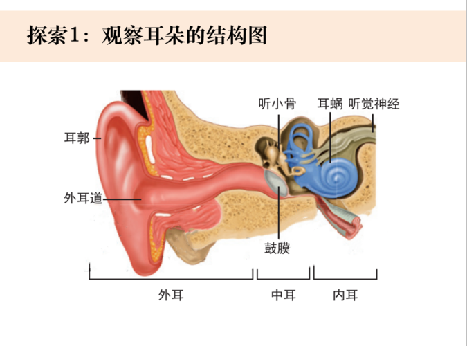 探索1:观察耳朵的结构图.学生预测人的外耳,中耳,内耳的作用.