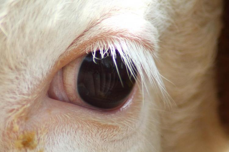 眼睛,kuhauge,睫毛,白色睫毛,动物眼睛,镜像,母牛