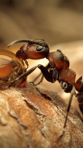 蚂蚁吃露水,水滴,昆虫微距摄影 iphone 壁纸