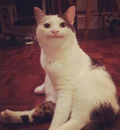 分享一只假笑猫olli竟然觉得很可爱