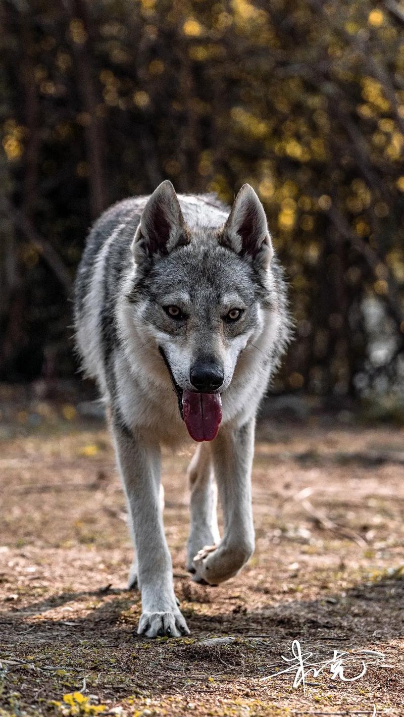 世界帅狗千千万 捷克狼犬占一半 最爱大型犬 特别喜欢这组照片 - 抖音