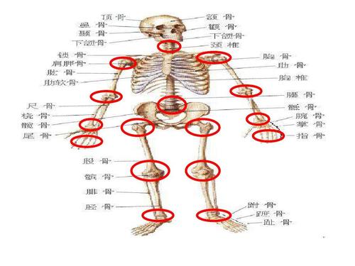 人体骨骼关节图
