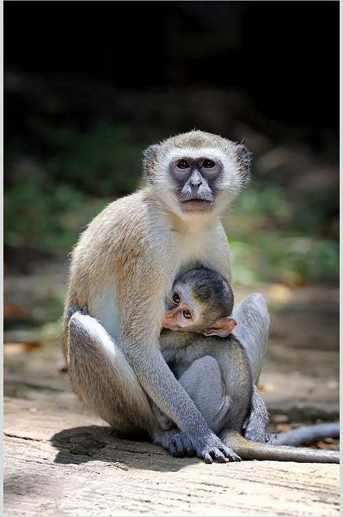 可爱母子猴子动物摄影图片