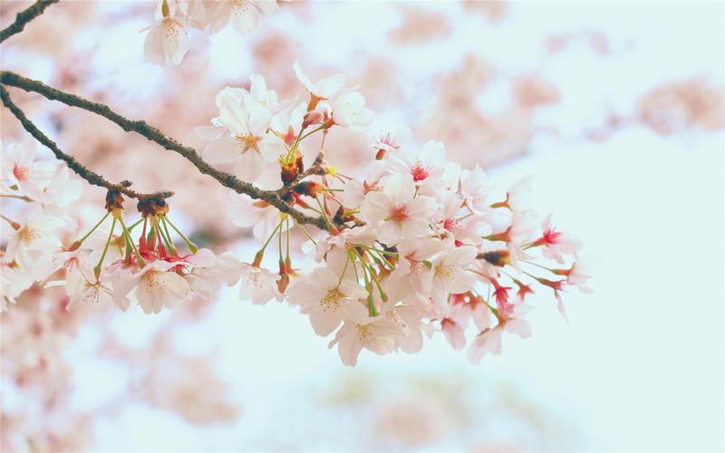 清新粉嫩的樱花高清桌面壁纸下载