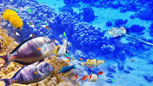蓝色海水下世界,珊瑚,热带鱼 壁纸 - 2560x1440 qhd高清