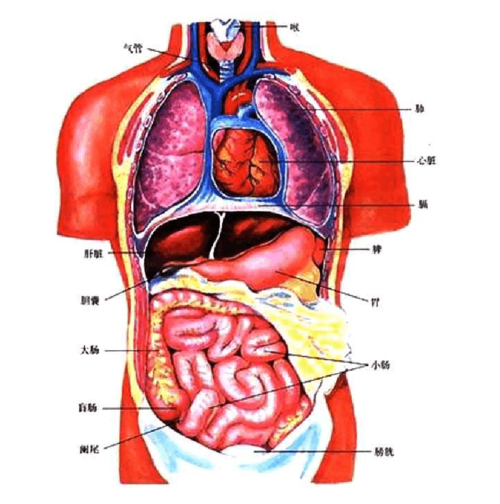 人体内脏结构,穴位医学图谱(14幅高清版) 主要包括人体胸腹部内脏器官