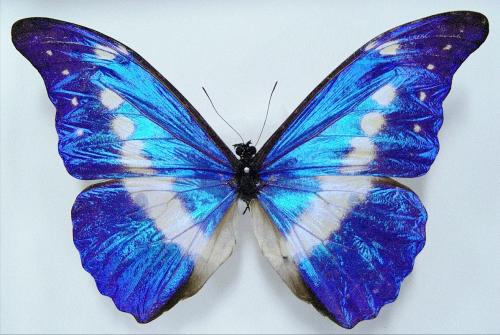 世界上十大最美的蝴蝶图片(虽种类不一但各有各的美丽)插图5