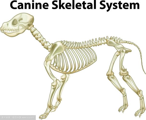 狗的骨骼系统
