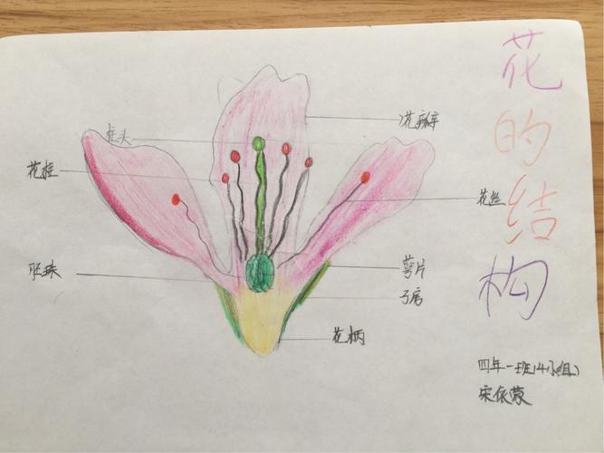 四年一班科学课课堂作业～～花的结构和花的观察报告 - 美篇