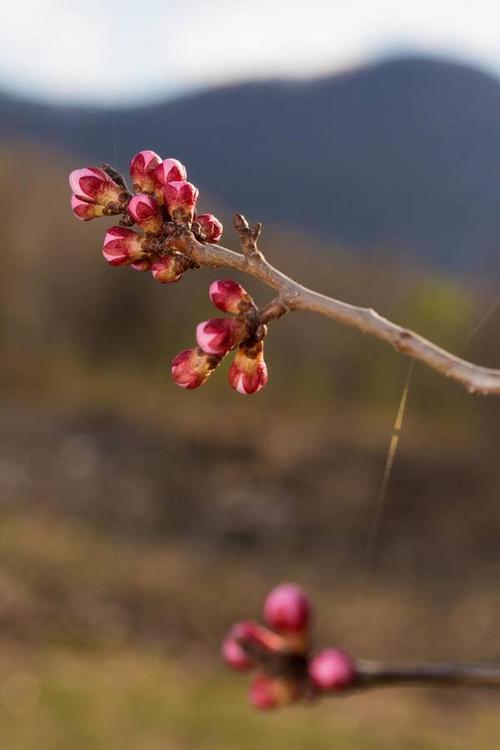 春天 季节 微距 花瓣 特写 杏花 颜色 花朵 粉色 树枝 四月 背景 花苞