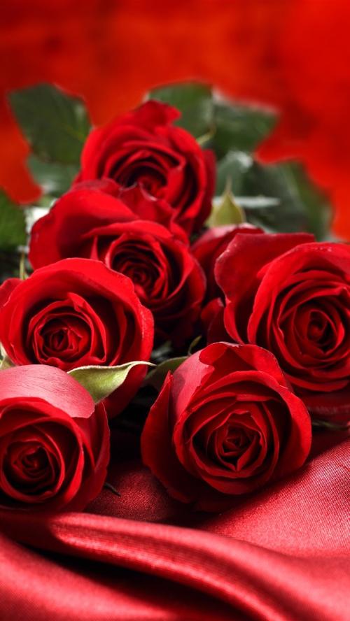 红玫瑰,花瓣,布 iphone 壁纸