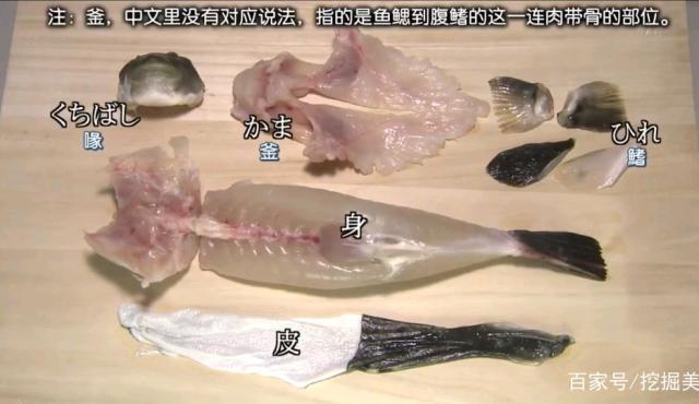 出网河豚美更肥:含有剧毒的鱼肉,为何值得日本人冒险食用?