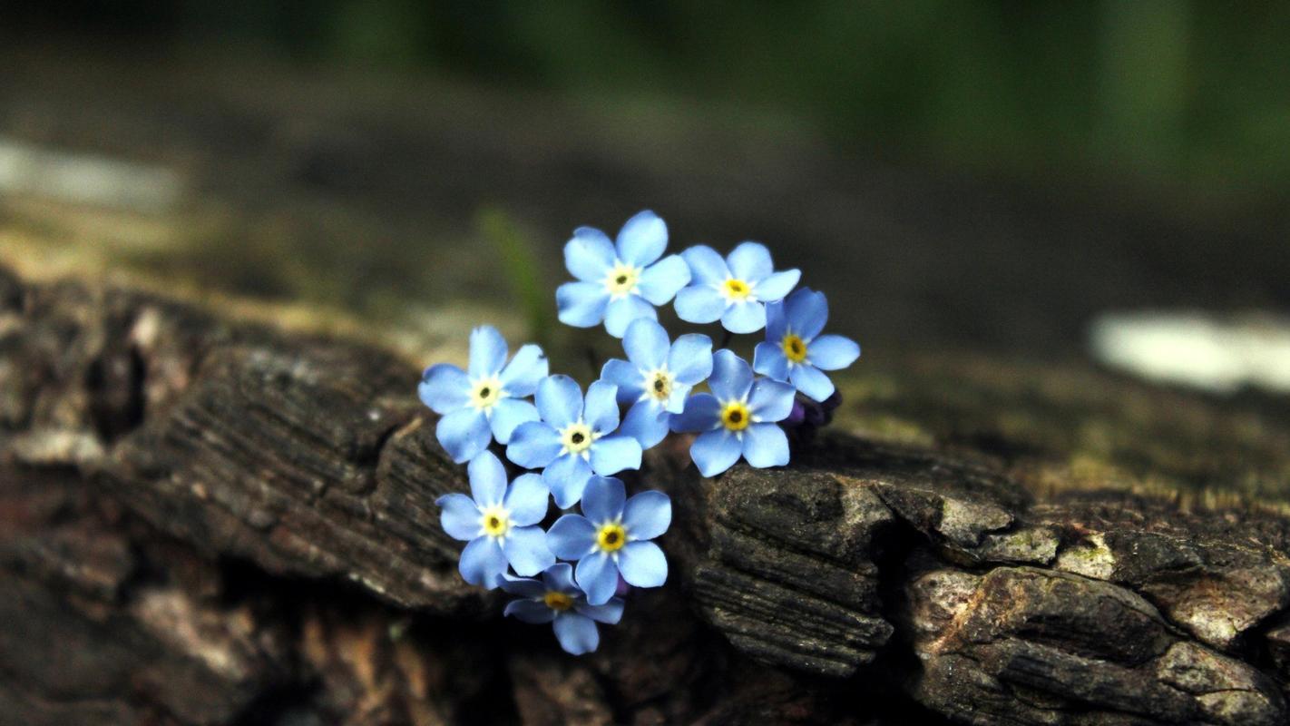 蓝色的小花精致的桌面壁纸