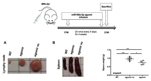 尾静脉注射mir-199a-5p agomir可改善mrl/lpr小鼠的疾病表型和免疫