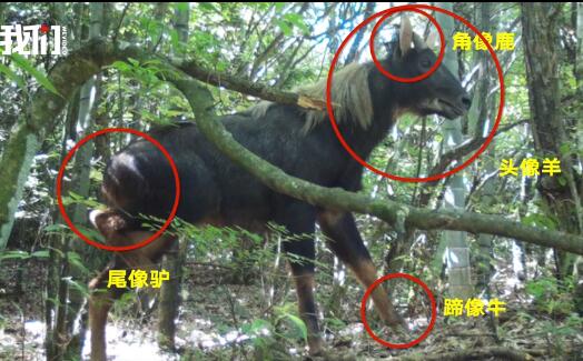"四不像"罕见现身浙江一自然保护区 国家Ⅱ级重点保护动物