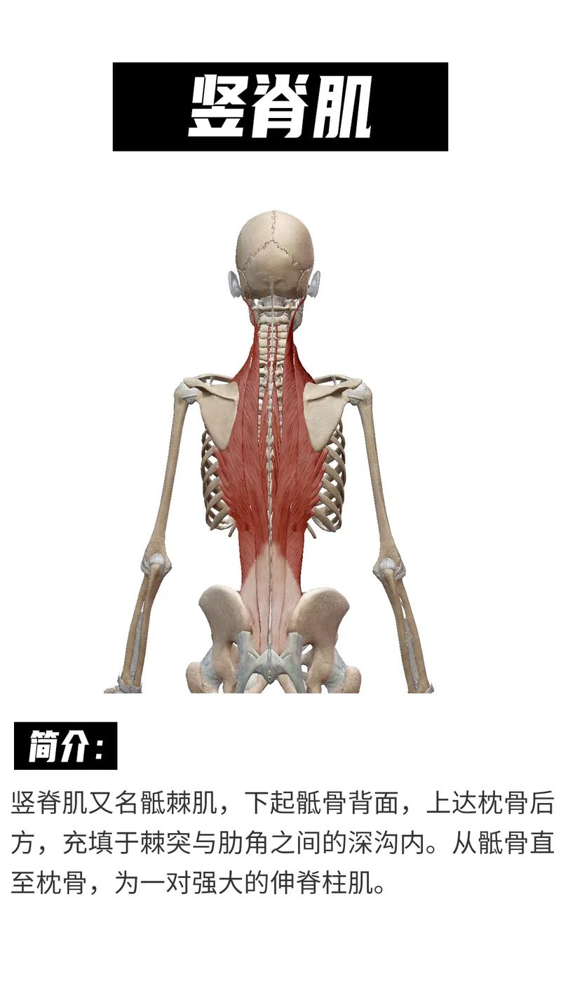一起来学习#竖脊肌 #运动康复 #肌肉解剖#解剖 - 抖音