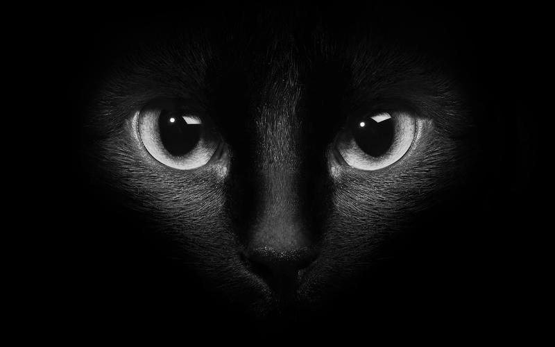 壁纸 黑猫脸,眼睛,黑暗