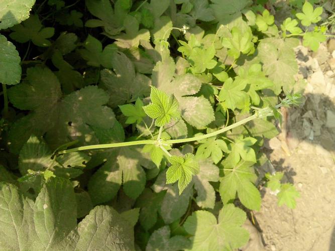   你好,这个是茜草科植物葎草,学名humulus scandens 又称拉拉秧