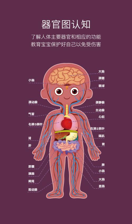 儿童认知男女孩人体身体结构拼图器官图片幼儿园教具早教益智玩具