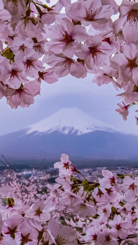 富士山樱花唯美浪漫风景,风景-手机壁纸